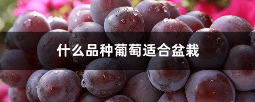 什么品种葡萄适合盆栽