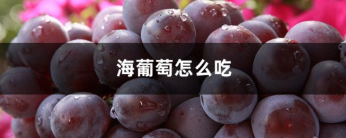 海葡萄怎么吃