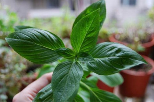 几块钱的花摆在厨房里，随手揪点扔菜里，超好吃！