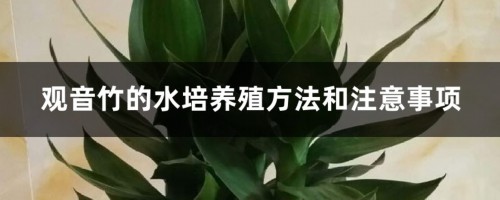 观音竹的水培养殖方法和注意事项