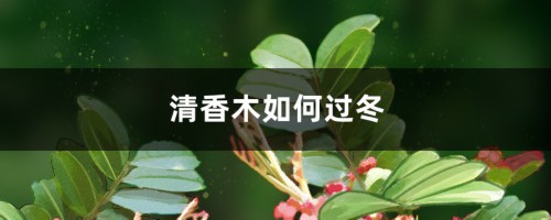 清香木如何过冬