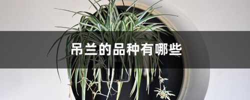 吊兰的品种有哪些