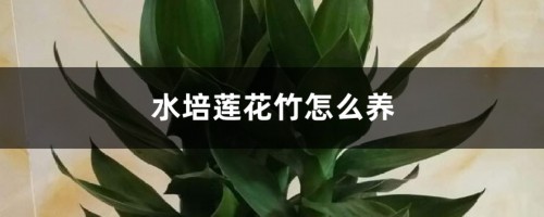 水培莲花竹怎么养