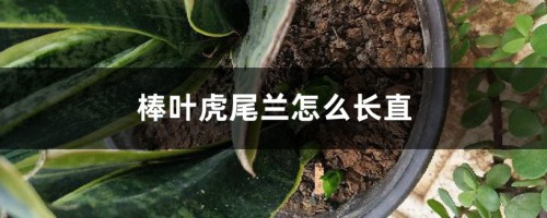 棒叶虎尾兰怎么长直