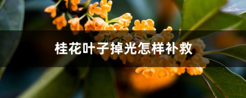 桂花叶子掉光怎样补救