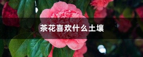 茶花喜欢什么土壤，茶花土壤如何配