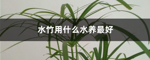 水竹用什么水养最好