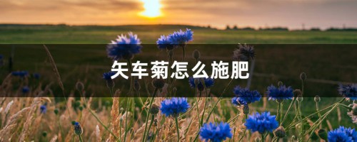 矢车菊怎么施肥