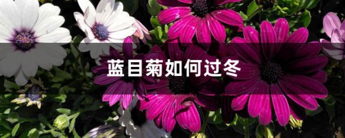 蓝目菊如何过冬